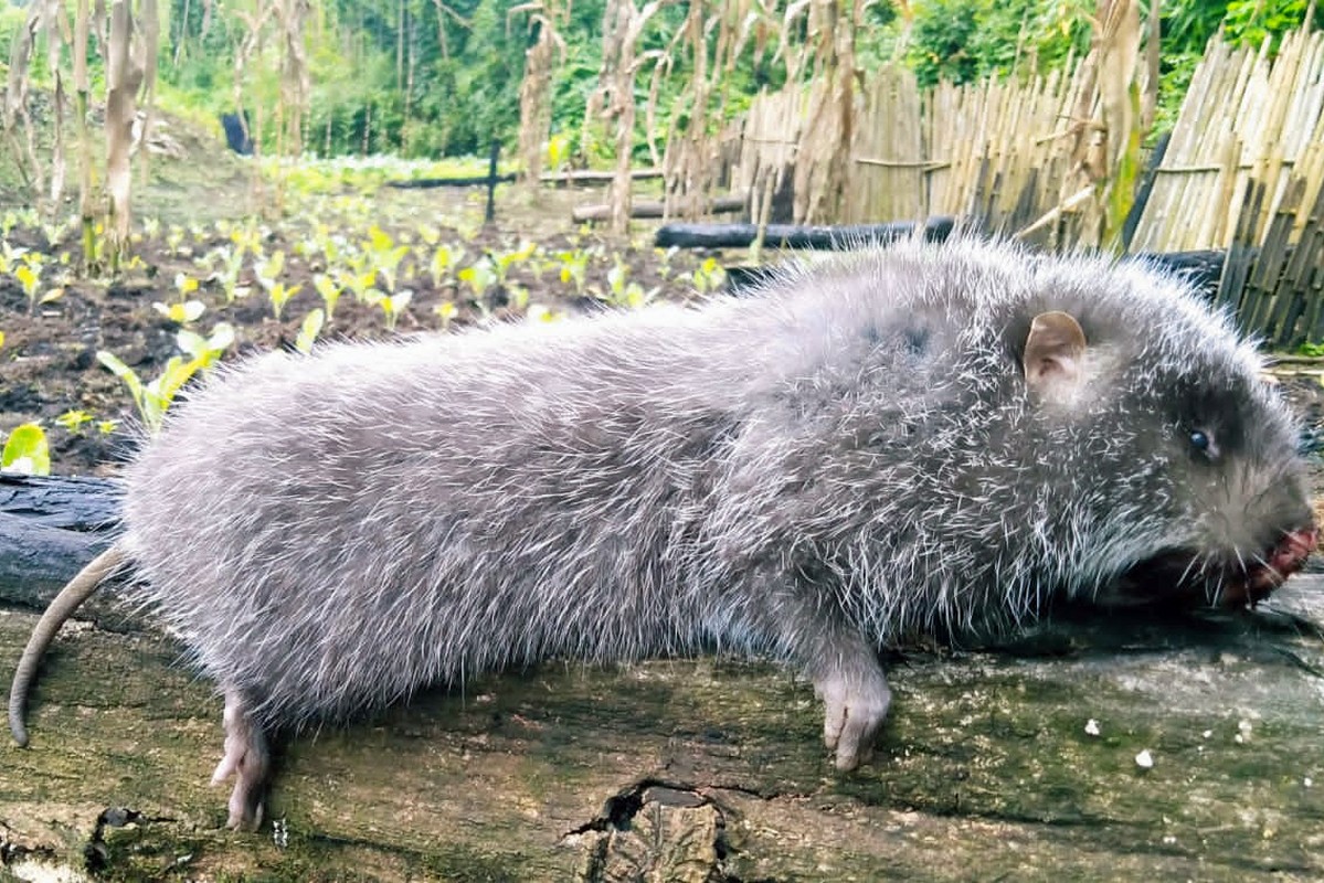             Loài chuột béo múp, nặng gần một cân, người Việt thi nhau săn lùng    