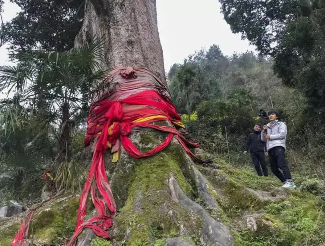 View -             Phát hiện 'báu vật' trăm tỷ trong vườn, chuyên gia ngăn đừng bán    