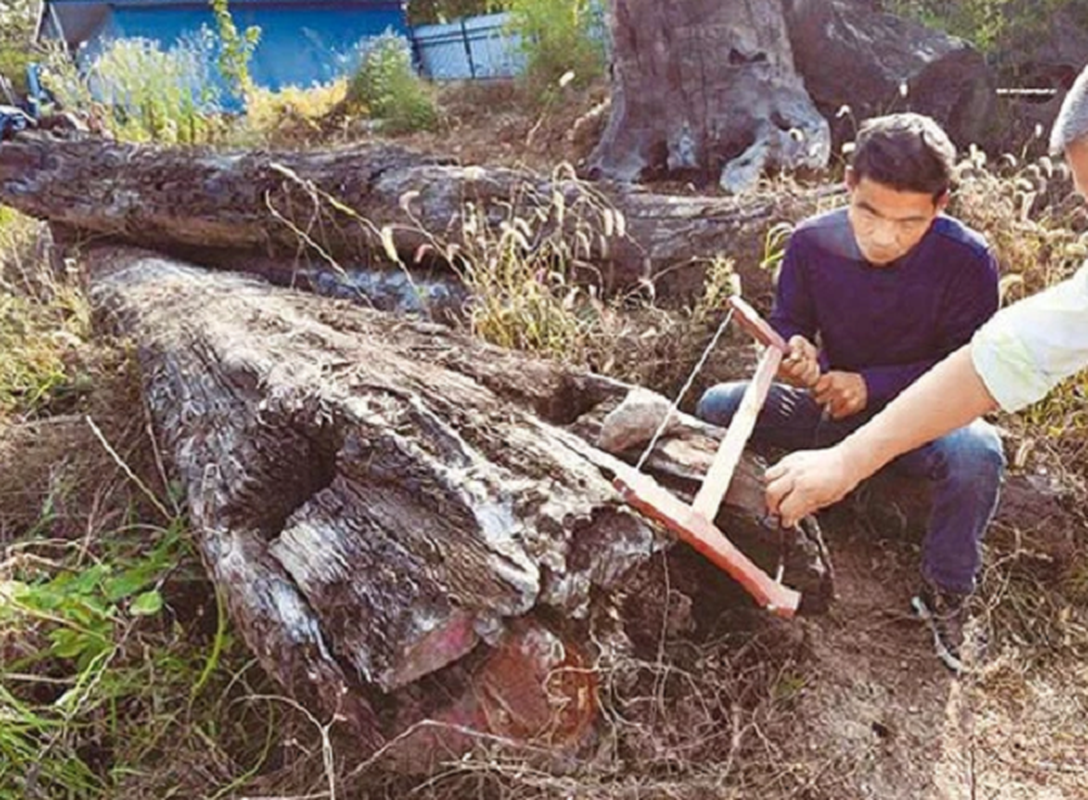             Phát hiện 'báu vật' trăm tỷ trong vườn, chuyên gia ngăn đừng bán    