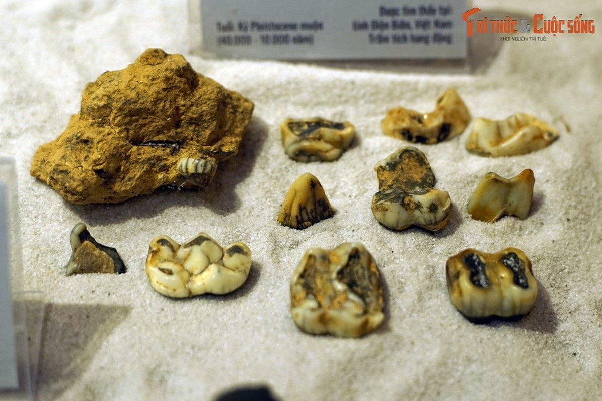             Chiêm ngưỡng bộ sưu tập hóa thạch đẳng cấp quốc tế ở Hà Nội    