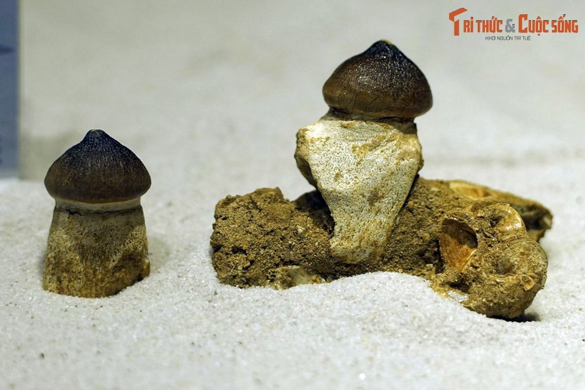 View -             Chiêm ngưỡng bộ sưu tập hóa thạch đẳng cấp quốc tế ở Hà Nội    