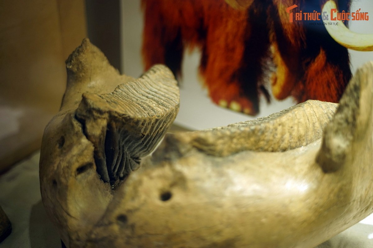 View -             Chiêm ngưỡng bộ sưu tập hóa thạch đẳng cấp quốc tế ở Hà Nội    