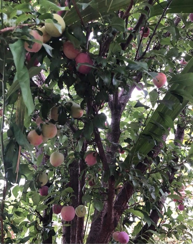 Khu vườn ngập hoa trái 'ăn không hết' của Hà Thanh Xuân tại Mỹ