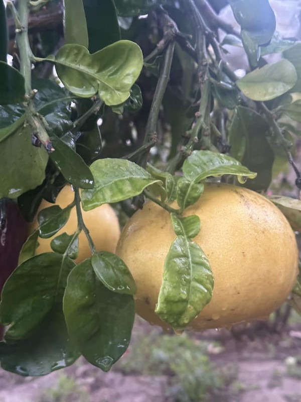 Khu vườn ngập hoa trái 'ăn không hết' của Hà Thanh Xuân tại Mỹ