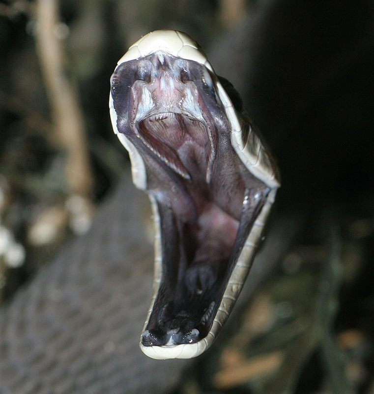 View -             Kỳ lạ loài rắn cực độc suốt 10 triệu năm không cần tiến hóa    