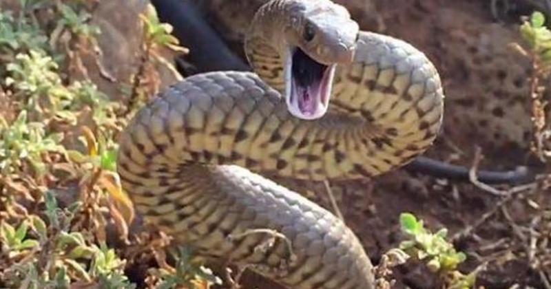             Kỳ lạ loài rắn cực độc suốt 10 triệu năm không cần tiến hóa    