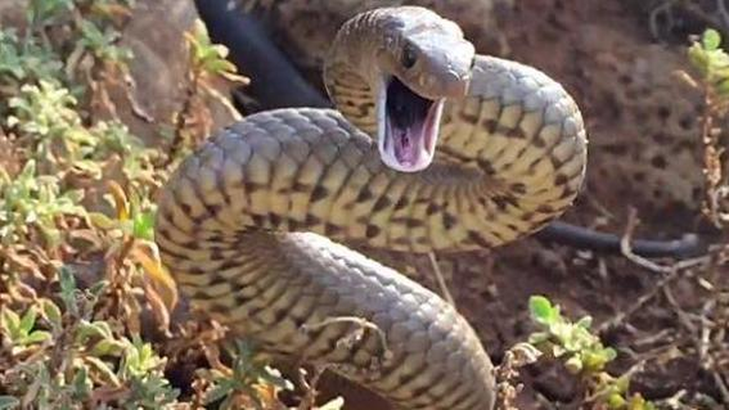 View -             Kỳ lạ loài rắn cực độc suốt 10 triệu năm không cần tiến hóa    