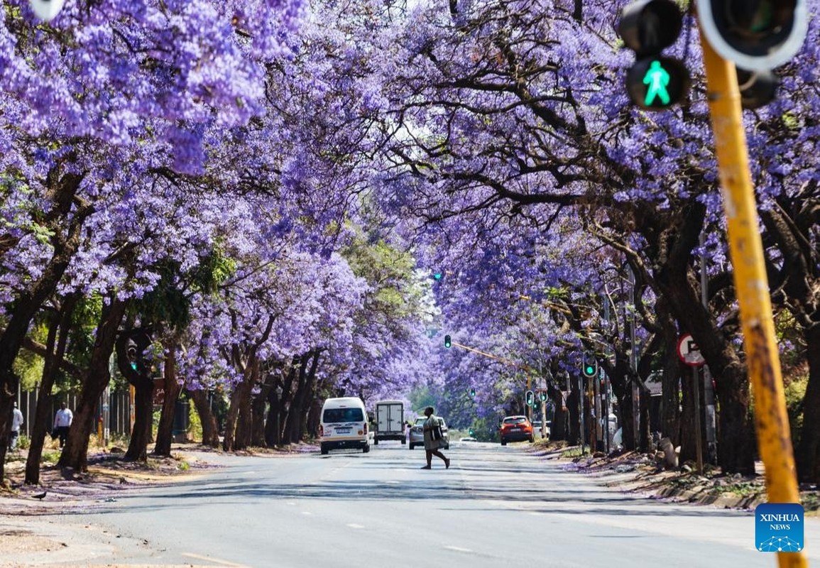 View -             Lịm tim trước con đường ngập hoa phượng tím ở Nam Phi    