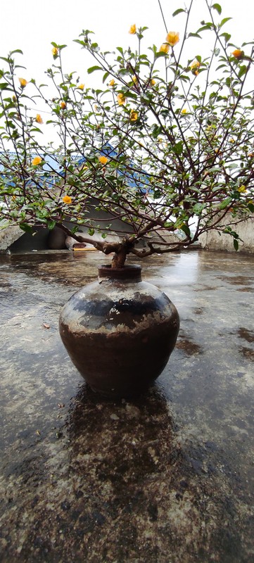 View -             Cây dại mọc bờ bụi bỗng lên đời thành bonsai giá chục triệu    