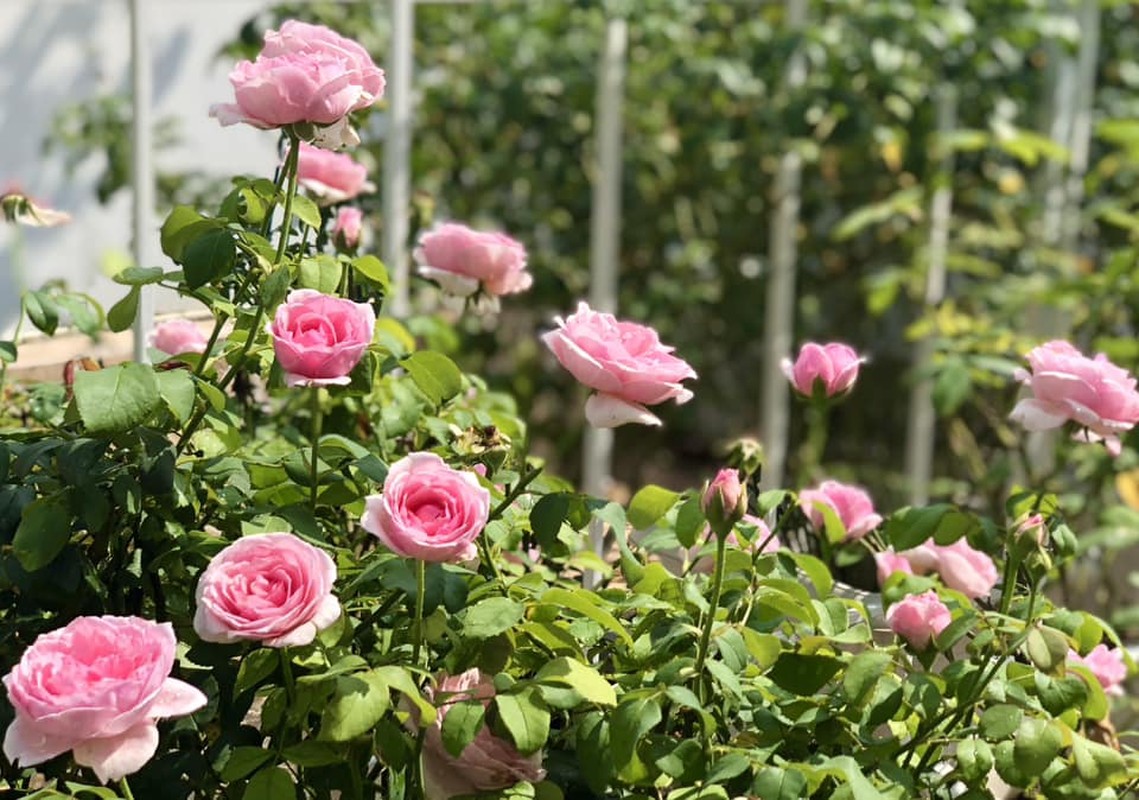 Vườn hồng như cổ tích trong biệt thự của MC Quyền Linh