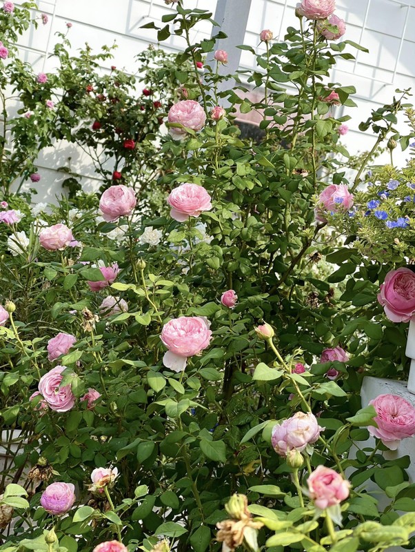 Vườn hồng như cổ tích trong biệt thự của MC Quyền Linh