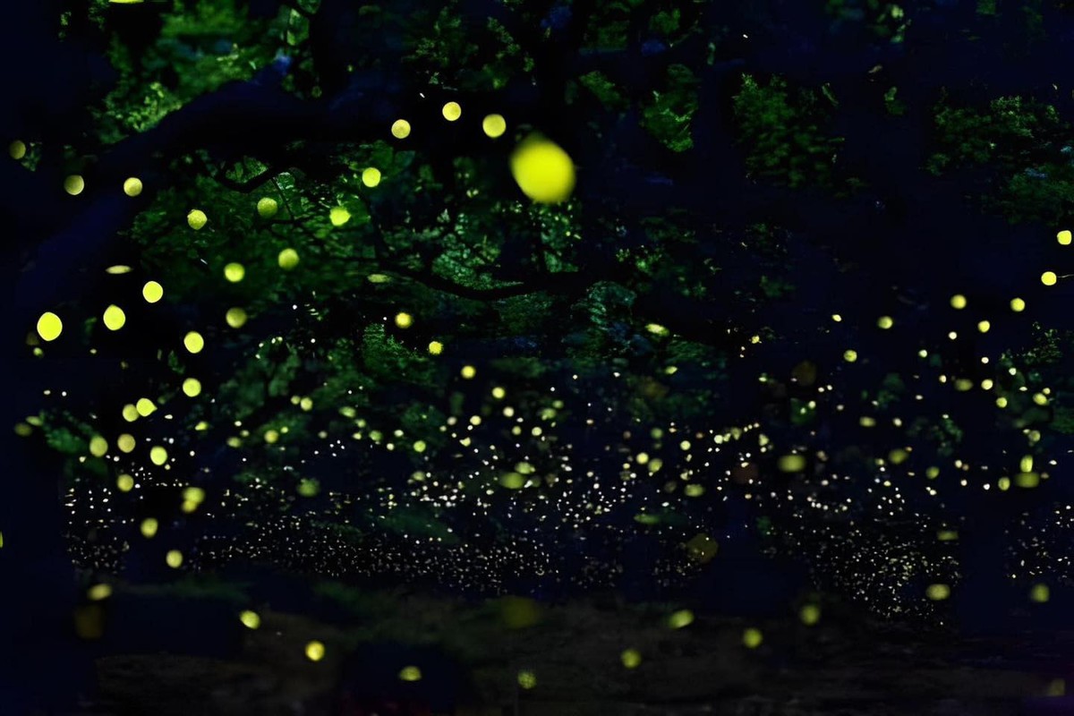 View -             Rừng Cúc Phương vào mùa đom đóm, đẹp hơn cả cảnh trong Anime    