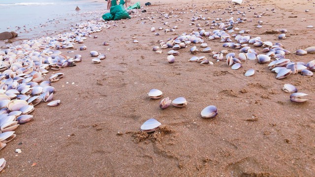 View -             Hàng tấn nghêu tím bị sóng đánh dạt vào bờ ở Hà Tĩnh    