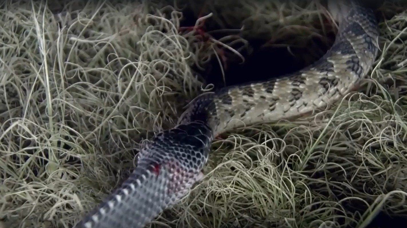             Loài rắn 'quái vật' có thể xơi tái những con rắn cực độc    