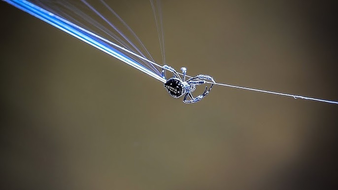 View -             Siêu nhện bắn tơ dài ngang cây cầu, dai gấp 10 lần áo chống đạn    