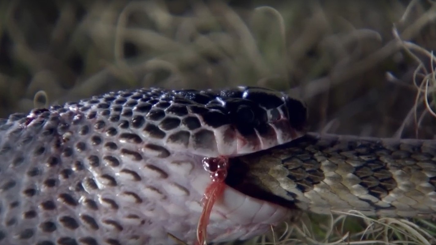 View -             Loài rắn 'quái vật' có thể xơi tái những con rắn cực độc    