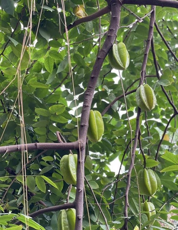 View -             Bên trong ngôi nhà 3 tầng khang trang của nghệ sĩ Hương Tươi    