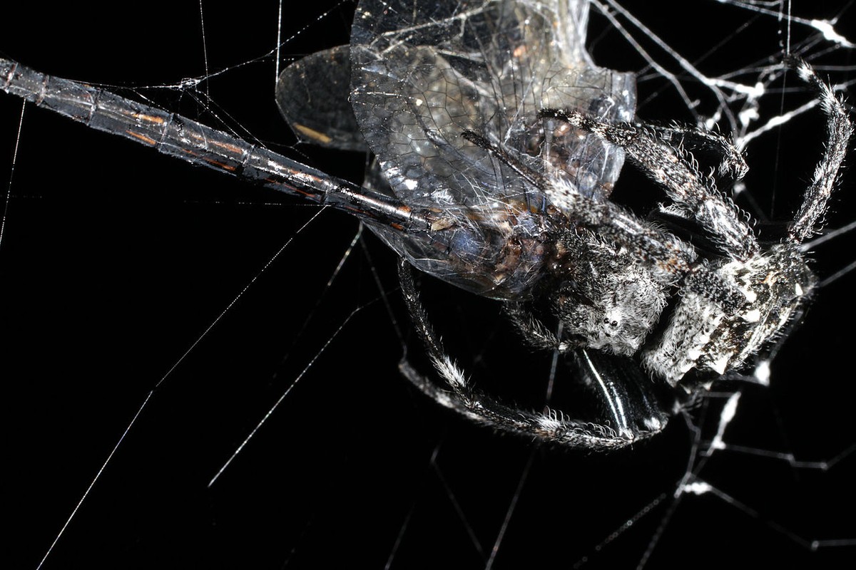             Siêu nhện bắn tơ dài ngang cây cầu, dai gấp 10 lần áo chống đạn    