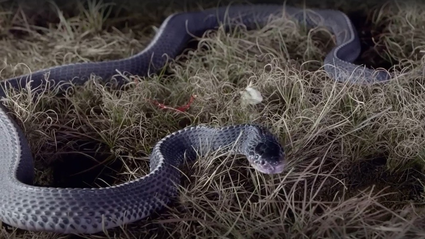 View -             Loài rắn 'quái vật' có thể xơi tái những con rắn cực độc    
