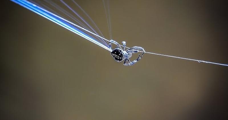             Siêu nhện bắn tơ dài ngang cây cầu, dai gấp 10 lần áo chống đạn    