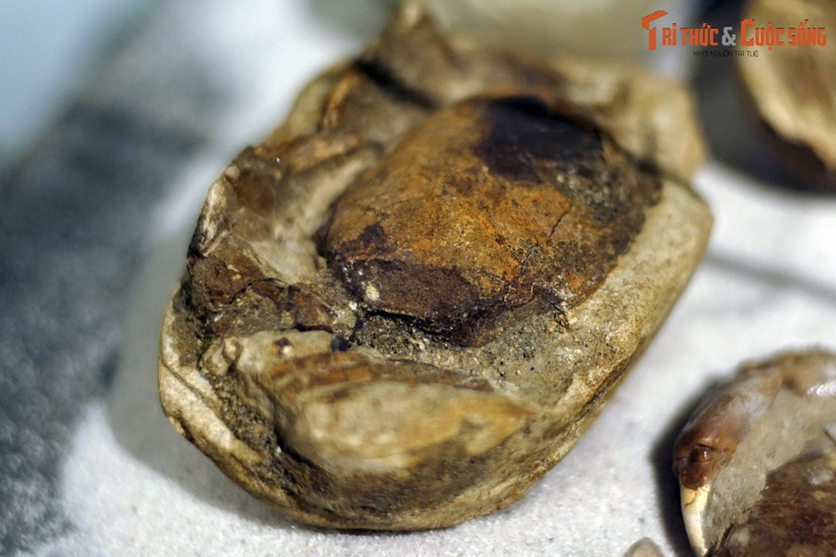             Cận cảnh hóa thạch vạn năm của hải sản trứ danh Quảng Nam    