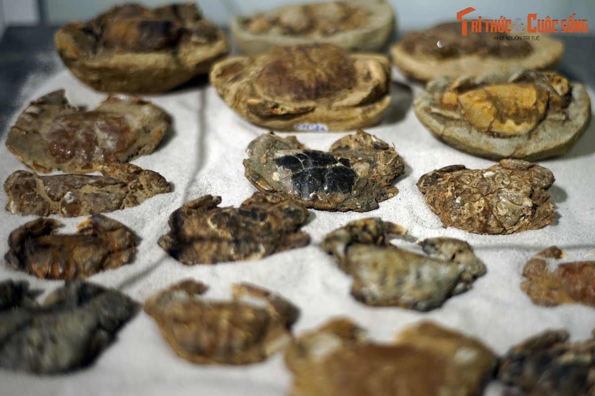 View -             Cận cảnh hóa thạch vạn năm của hải sản trứ danh Quảng Nam    