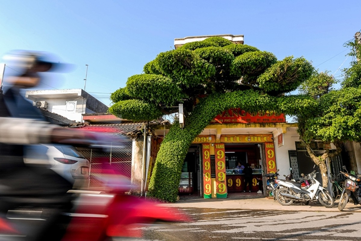             Mục sở thị cây sanh dáng lão độc nhất Việt Nam    