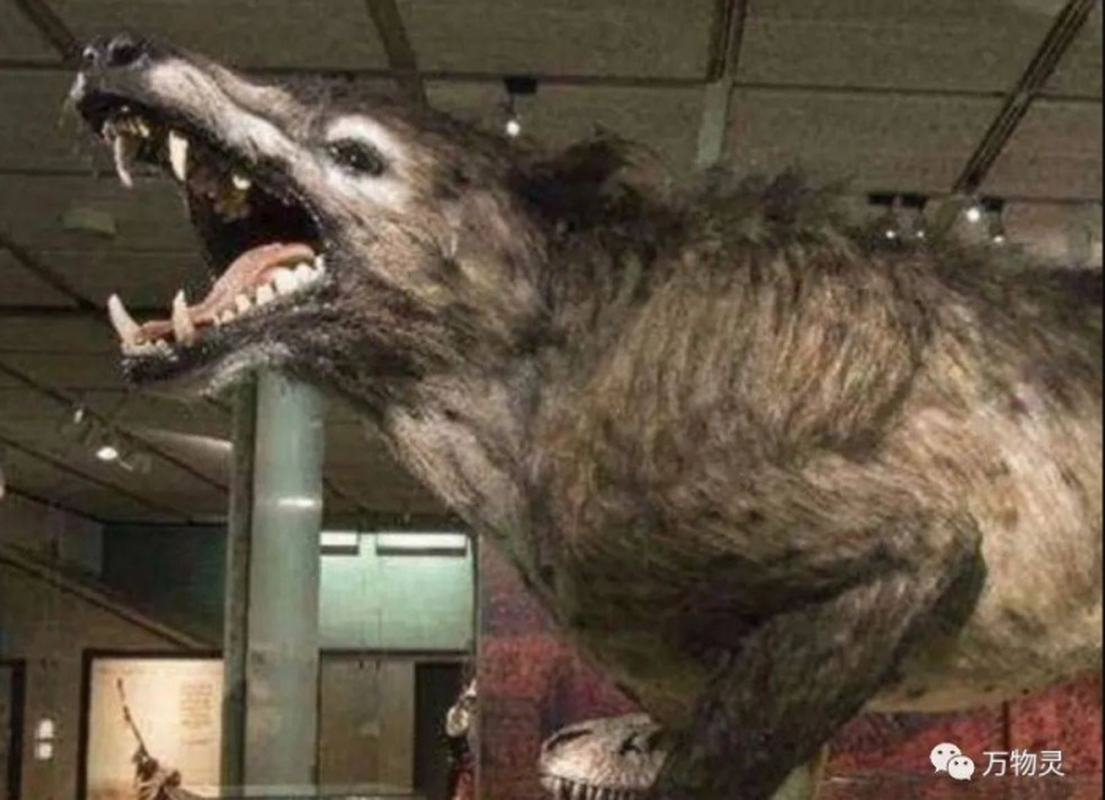 View -             Loài sói tuyệt chủng 500.000 năm bỗng tái xuất, giới khoa học ngỡ ngàng    