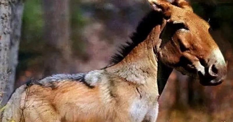             Loài sói tuyệt chủng 500.000 năm bỗng tái xuất, giới khoa học ngỡ ngàng    