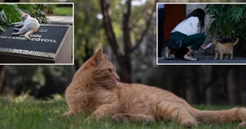View -             Cuộc sống bao người ao ước của đàn mèo trong Dinh Tổng thống Mexico    