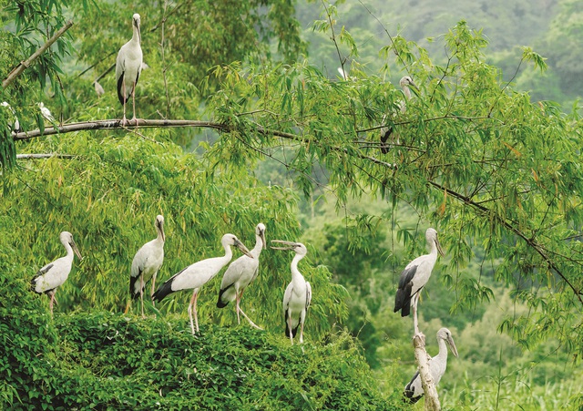 View -             Chim hoang dã bay rợp trời trong khu du lịch    