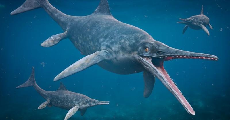 View -             Bí ẩn loài 'rồng biển' sống trên Trái đất hơn 200 triệu năm trước    