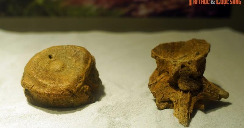             Soi bộ sưu tập hóa thạch khủng long có 1-0-2 ở Hà Nội    