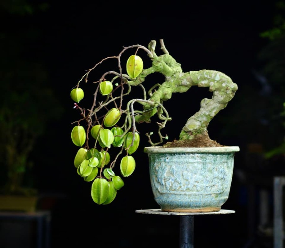 View -             'Sững sờ' khế bonsai ra quả chi chít từ gốc tới ngọn    
