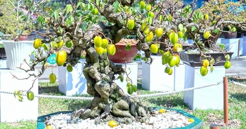             'Sững sờ' khế bonsai ra quả chi chít từ gốc tới ngọn    