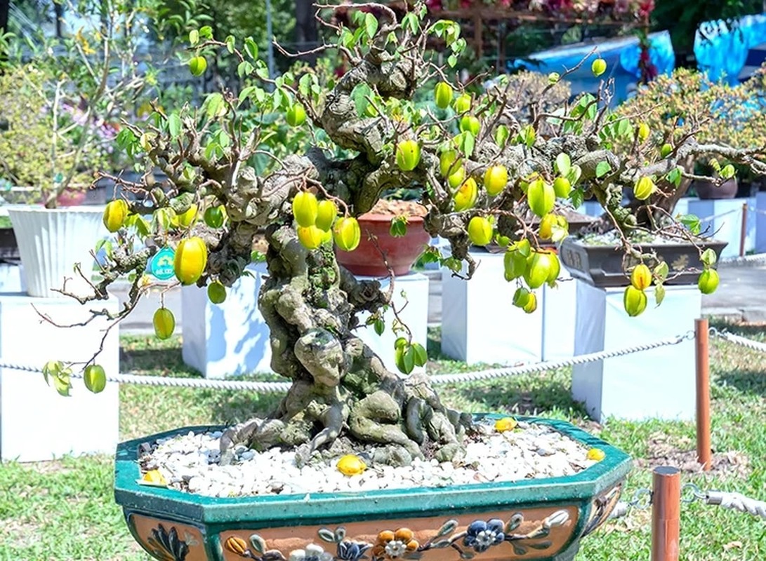 View -             'Sững sờ' khế bonsai ra quả chi chít từ gốc tới ngọn    