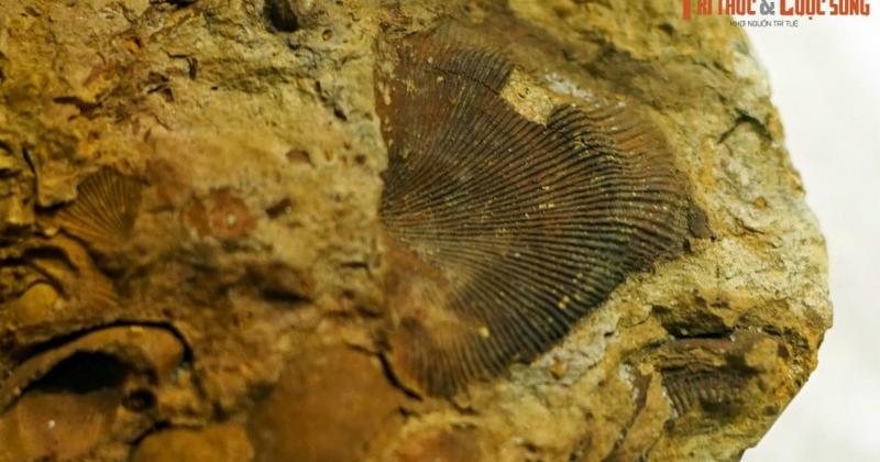             Phát lộ hóa thạch động vật 400 triệu tuổi ở vùng núi phía Bắc    