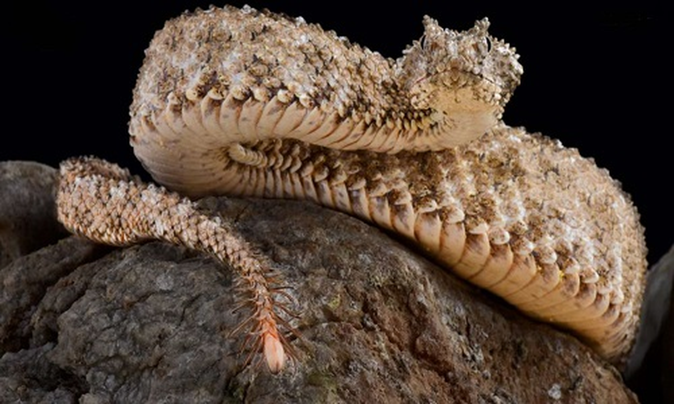 View -             Kỳ lạ loài rắn độc dùng đuôi giả làm nhện để săn mồi    