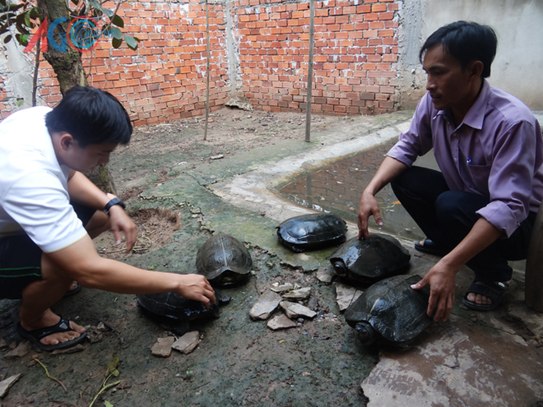 View -             Càng đước 'khủng' tại sông Vàm Cỏ: Loài cực quý trong Sách Đỏ Việt Nam    