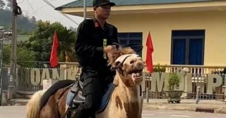 
Chú ngựa với gương mặt hài hước nổi nhất lễ diễu binh Điện Biên 