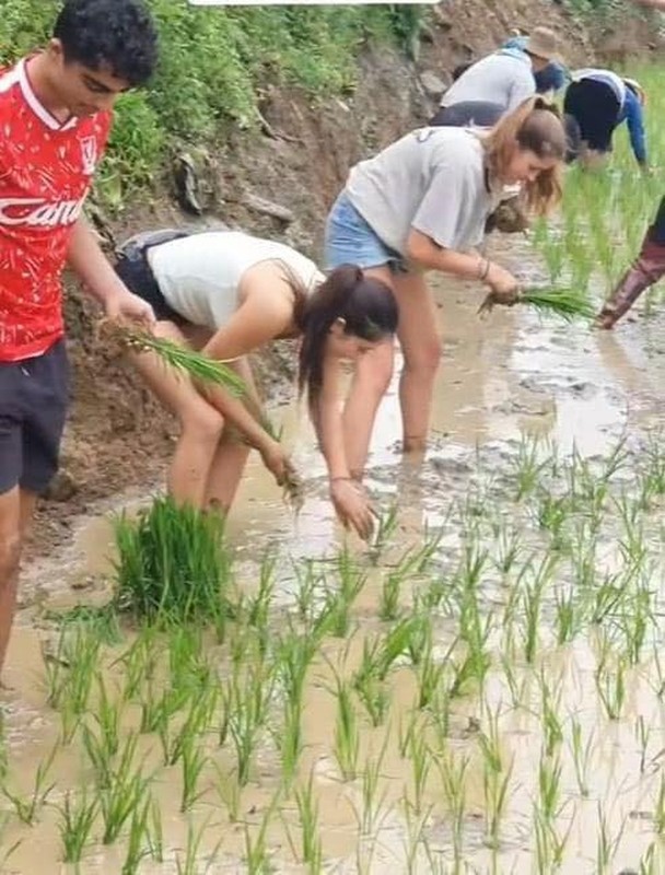 View -             Khách Tây cấy lúa, lội ruộng, tối về khen cơm ngon nức nở    