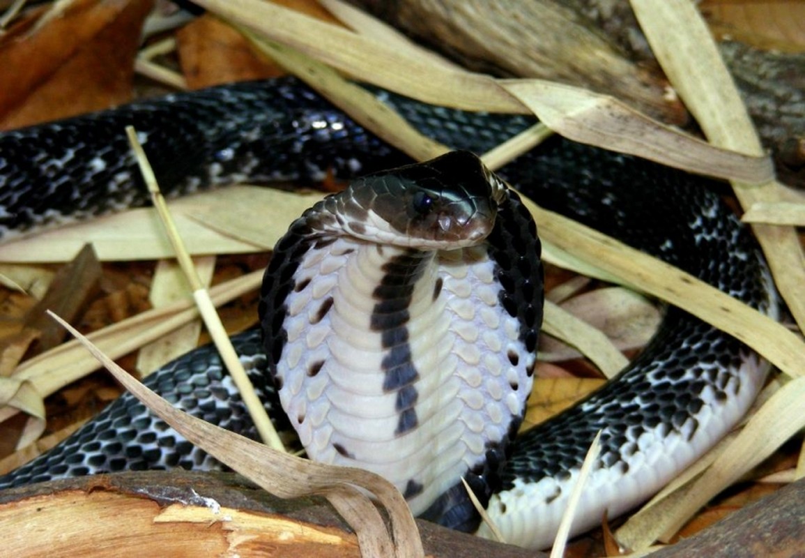             Top 7 loài rắn cực độc ở Việt Nam, nhìn thấy nhanh tránh xa    