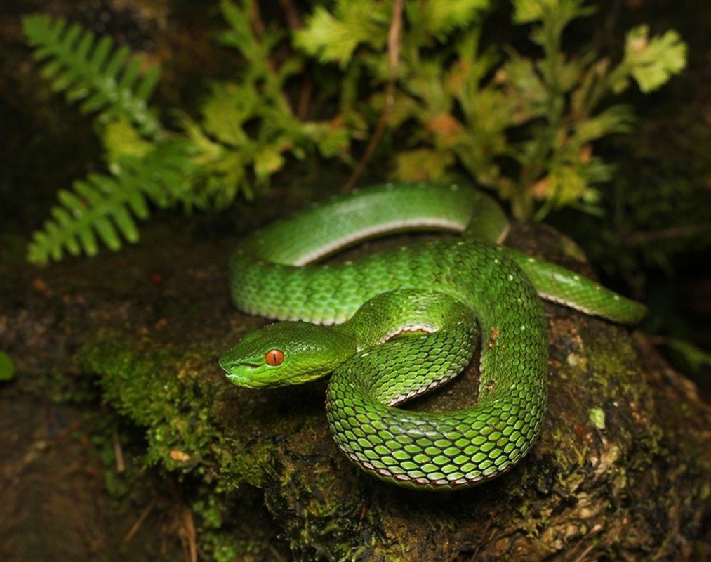 View -             Top 7 loài rắn cực độc ở Việt Nam, nhìn thấy nhanh tránh xa    