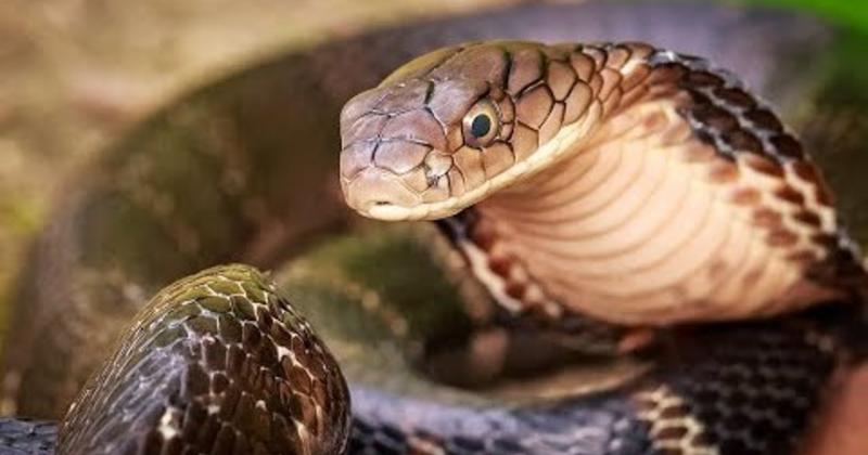             Top 7 loài rắn cực độc ở Việt Nam, nhìn thấy nhanh tránh xa    
