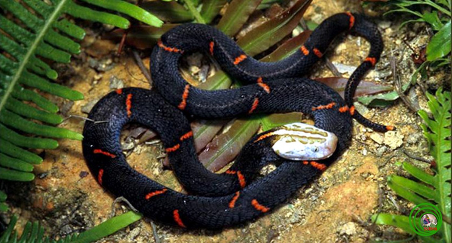 View -             Top 7 loài rắn cực độc ở Việt Nam, nhìn thấy nhanh tránh xa    
