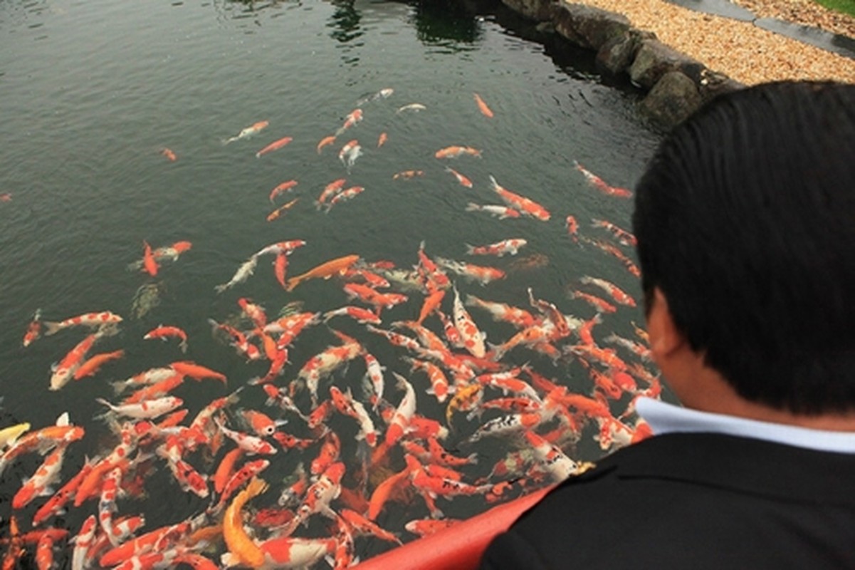 View -             Sửng sốt thú chơi cá Koi 'không tiếc tiền' của đại gia Việt    
