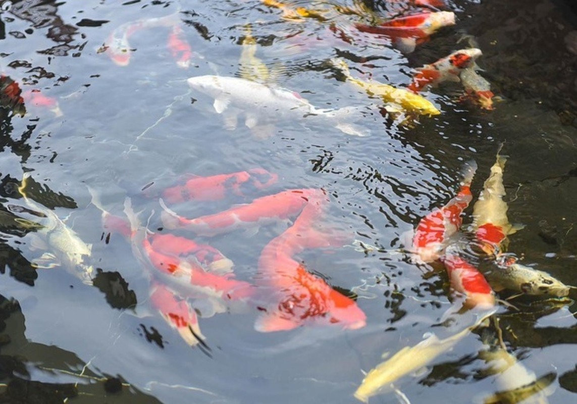 View -             Sửng sốt thú chơi cá Koi 'không tiếc tiền' của đại gia Việt    