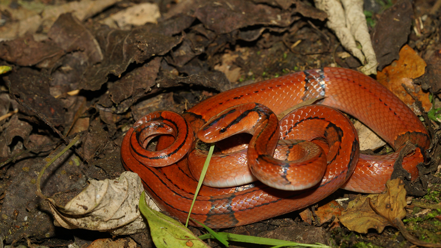 View -             Loài rắn đẹp - độc - lạ ở Việt Nam, dân chơi ráo riết săn lùng    