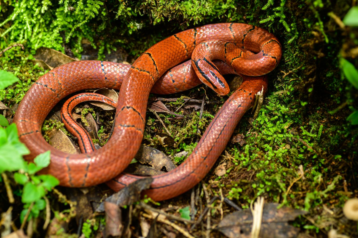             Loài rắn đẹp - độc - lạ ở Việt Nam, dân chơi ráo riết săn lùng    
