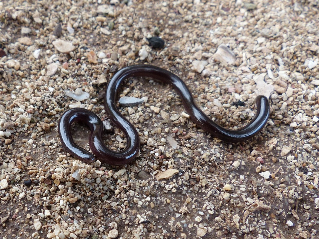             Phát sợ loài rắn trông như con giun được tìm thấy khắp Việt Nam    
